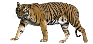 Tiger PNG-23241